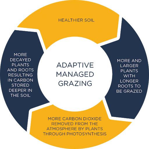 How Regenerative Energy® Leverages Holistic Planned Grazing